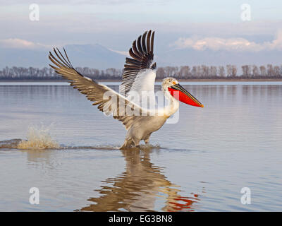 Dalmatian pelican landing on lake Stock Photo