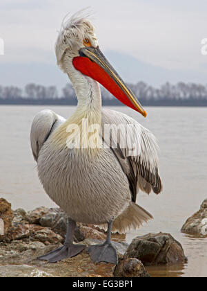 Dalmatian pelican standing on rocks Stock Photo