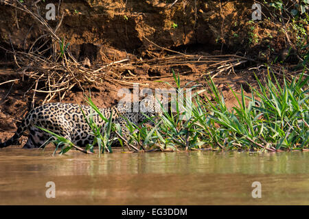 Profile of a Jaguar, Panthera onca, hunting along a river in the Pantanal, Mato Grosso, Brazil, South America Stock Photo