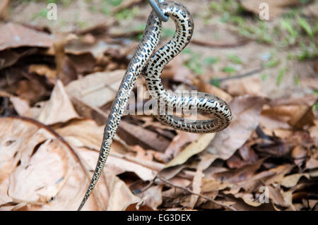 Snake Underside Rear brazilian outdoor snakes Stock Photo - Alamy