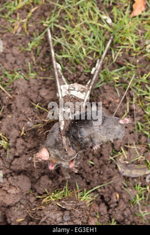 Dead Mole caught in a mole trap that had been placed in his underground tunnel in a garden in Herefordshire UK Stock Photo