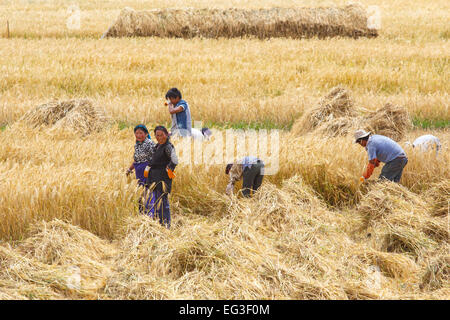 [Editorial Use Only] Farmers in the field harvesting wheat grain by hand near Gyantse, Tibet, China Stock Photo