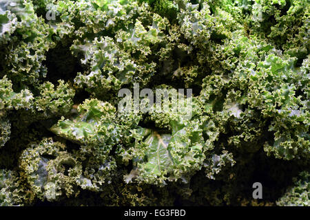 Splendid kale tips reminding an aerial view of a tropical forest Stock Photo
