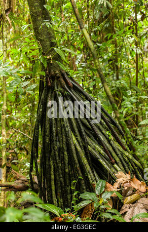 A Walking Palm tree (Socratea exorrhiza) has its roots above ground, seen in the Luna Nueva Rain Forest in Costa Rica. Stock Photo