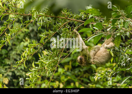 Brown-throated three-toed sloth (Bradypus variegatus) found in the Luna Nueva Rain Forest private reserve in Costa Rica Stock Photo