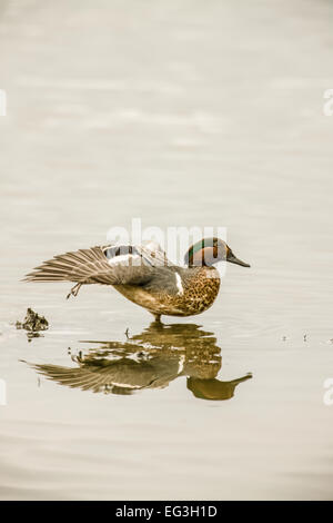 Male Green-winged Teal (Anas crecca) stretching its wing in a very shallow marsh Stock Photo