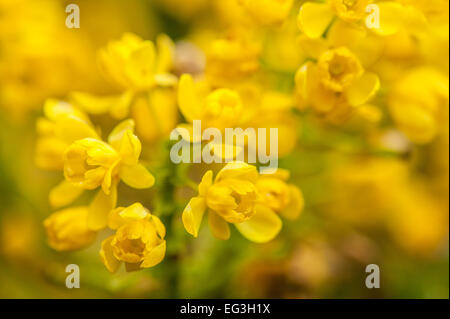 Tall Oregon Grape growing in Issaquah, Washington.  Fragrant, yellow flowers in spring are attractive to pollinating insects. Stock Photo