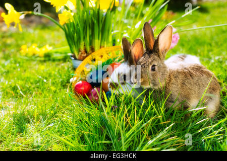 Living Easter bunny with eggs in a basket on a meadow in spring Stock Photo