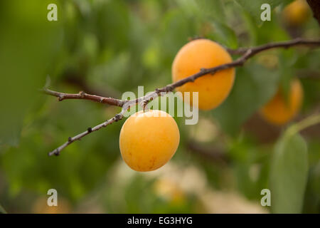 fresh apricots growing on a branch Stock Photo