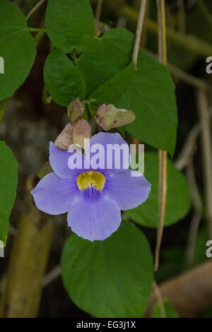 A lovely purple flower grows on a vine in a farmyard in the Dominican Republic. Stock Photo