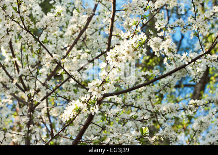blossomed cherry on blue sky background Stock Photo