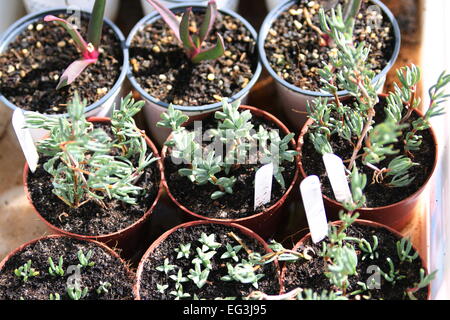 Cuttings of arpobrotus or  pigface, ice plant, and Hottentot plant  in pots Stock Photo