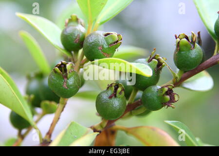 Young Cherry Guava,  Psidium cattleianum on Tree Stock Photo