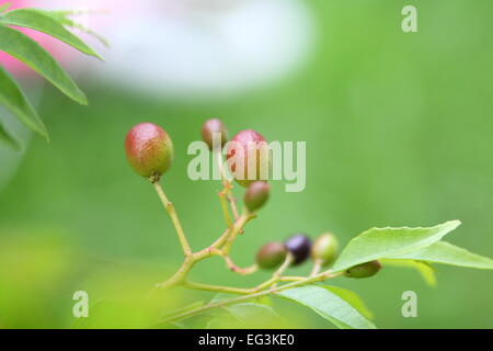 Curry Plant - Murraya Koenigii Seeds Stock Photo