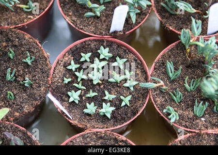 Cuttings of arpobrotus or  pigface, ice plant, and Hottentot plant  in pots Stock Photo