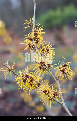 Hamamelis x intermedia 'Barmstedt Gold'. Witch hazel flowers. Stock Photo