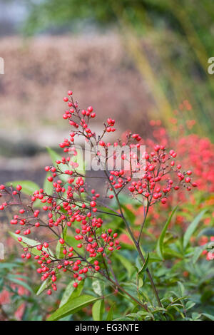 Nandina domestica. Heavenly bamboo berries in Winter. Stock Photo