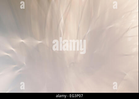 Close-up of fiber optics, abstract Stock Photo