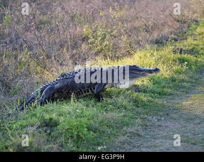 American Alligator Crossing Trail In Circle B Bar Reserve,Florida Stock Photo