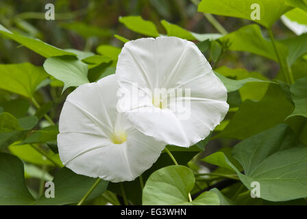 Morning Glory Flowers - Ipomoea alba Stock Photo