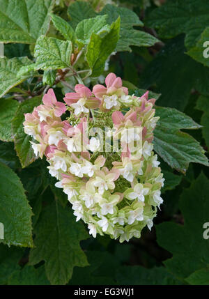 Hydrangea Quercifolia "Snowflake" Stock Photo