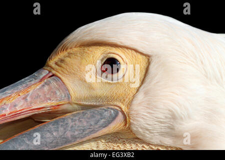 portrait of a great pelican ( Pelecanus onocrotalus ) over dark background