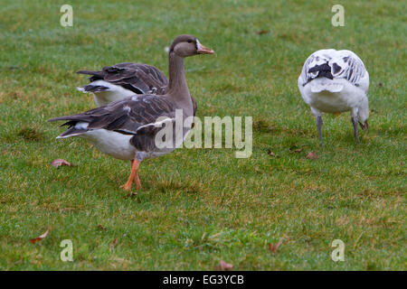 Greater White-fronted Geese (Anser albifrons) with Snow Goose (Chen caerulescens) first cycle bird, at Parksville, BC, Canada Stock Photo