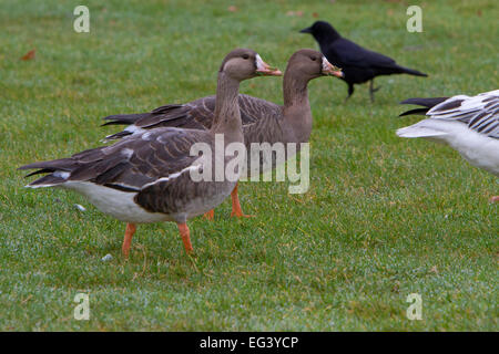 Greater White-fronted Geese (Anser albifrons) feeding in community park at Parksville, Vancouver Island, BC, Canada in January Stock Photo