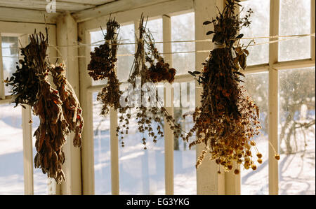 Dried herbs Stock Photo