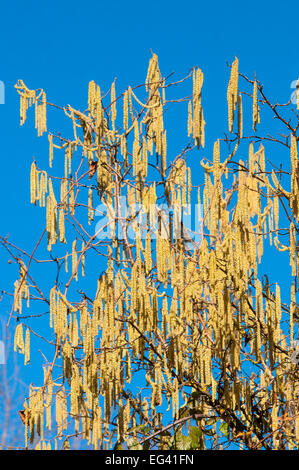 Catkins on Hazel nut tree - France. Stock Photo