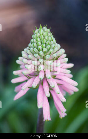 Veltheimia bracteata pink--flowered, growing in a protected environment. Stock Photo