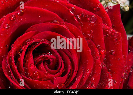 A red rose of the Genus Rosa, family Rosaceae Stock Photo