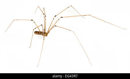 daddy long legs spider  on a white background Stock Photo