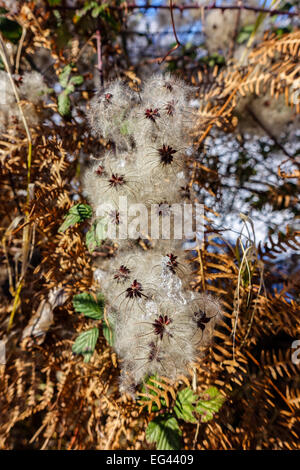 Seeds of Clematis vitalba, Old man's beard, Traveller's Joy, Ranunculaceae family Stock Photo