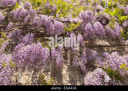 stone brick wisteria on cottage wall with old mature purple mauve wisteria shrub in full bloom coating surface Stock Photo