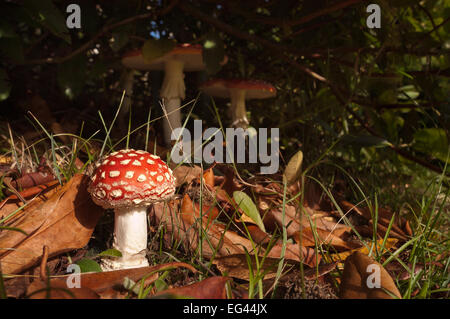 Young fly agaric toadstool begins to rise tower up with mature mushrooms toadstool plants behind in shade Stock Photo