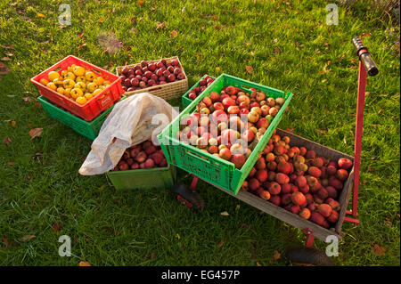 Collected fallen fruit, apples and quinces in containers in a meadow, Mecklenburg-Western Pomerania, Germany Stock Photo