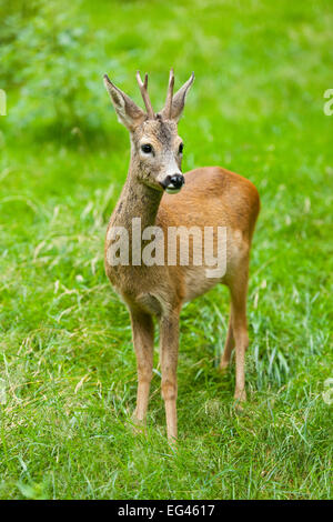 Roe deer (Capreolus capreolus), buck standing in a meadow, captive, Thuringia, Germany Stock Photo