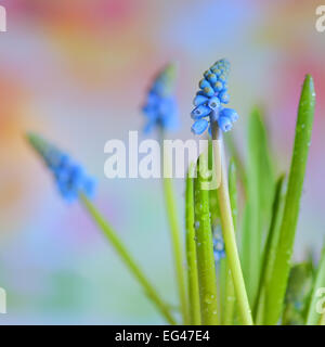 Muscari botryoides flowers also known as blue grape hyacinth Stock Photo