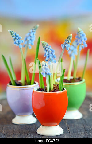 Muscari botryoides flowers also known as blue grape hyacinth Stock Photo