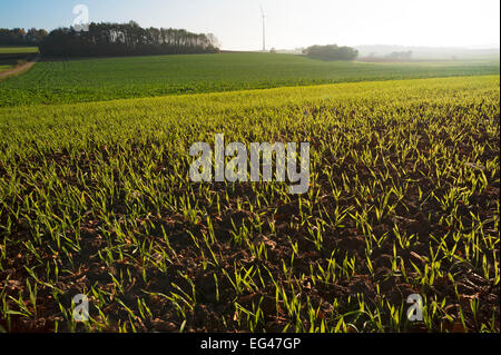 Budding winter wheat (Triticum aestivum) in the field, Upper Franconia, Bavaria, Germany Stock Photo