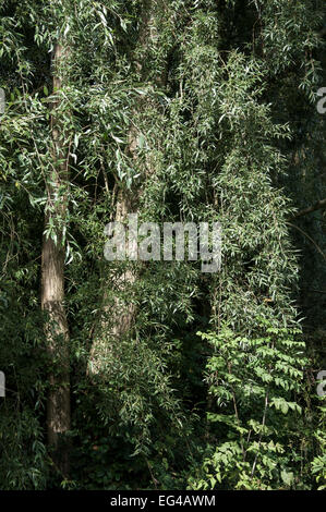 Willow tree (Salix Alba) with fine drooping branches of pale green foliage. Stock Photo