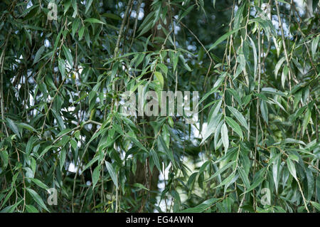 Pale green foliage of a Willow tree (Salix Alba). Stock Photo