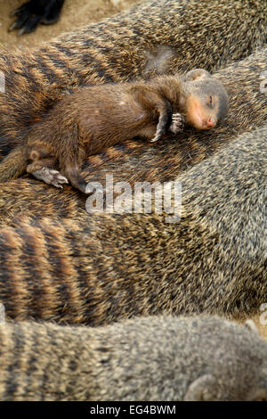 Banded mongoose (Mungos mungo) juvenile sleeping on adult 'escort' Queen Elizabeth National Park Mweya Peninsula Uganda Africa. Stock Photo