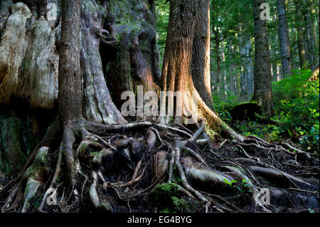 Western red cedar tree (Thuja plicata) deemed Canada's 'Gnarliest tree' in the old growth forest. Avatar Grove Vancouver Island British Columbia Canada July. Stock Photo