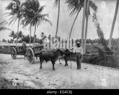 San Juan, Puerto Rico, and vicinity, 1901-1903: Bullock teams on the Military Road Stock Photo