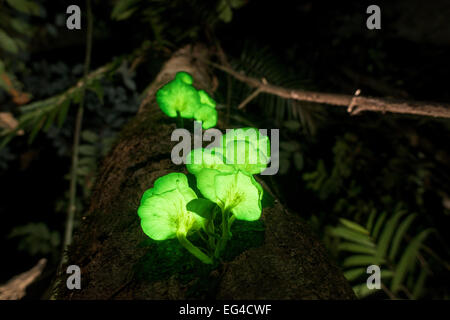 rainforest omphalotus fungi bioluminescent glowing possibly tree nidiformis tableland far north alamy queensland australia similar