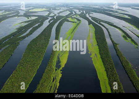 Flooded forest, Anavilhanas Archipelago, Rio Negro, Amazon, Brazil ...