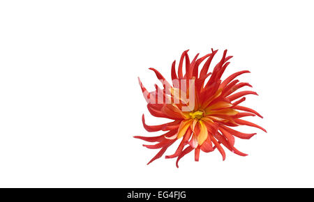 Abstract dahlia flower wallpaper. Isolated on white background Stock Photo