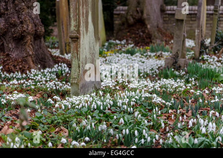 South Cambridgeshire, UK. 16th February, 2015. Weather: Snowdrops (Galanthus nivalis) in the churchyard of St Mary and St Andrew's Church, Whittlesford, Cambridge Credit:  David Jackson/Alamy Live News Stock Photo